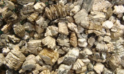 Vermiculite Vermiculite